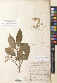 Type specimen at Edinburgh (E). Forrest, George: 18020. Barcode: E00231132.