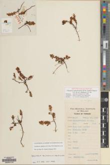 Type specimen at Edinburgh (E). Yu, Tse-tsun: 22351. Barcode: E00231175.