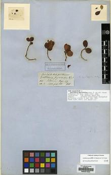 Type specimen at Edinburgh (E). Hooker, Joseph: . Barcode: E00231344.