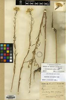 Type specimen at Edinburgh (E). Duthie, John: 11557. Barcode: E00231827.