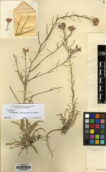 Type specimen at Edinburgh (E). Popov, Mikihail; Vvedensky, Aleksei: 91. Barcode: E00231860.