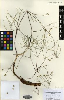 Type specimen at Edinburgh (E). Kandemir, A.: 6901. Barcode: E00232479.