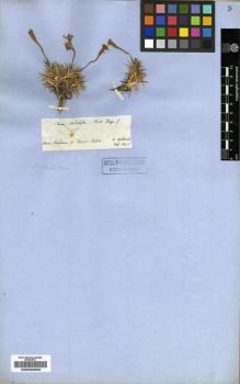 Type specimen at Edinburgh (E). Von Heldreich, Theodor: . Barcode: E00232659.