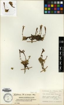 Type specimen at Edinburgh (E). Balansa, Benedict: 1042. Barcode: E00232662.