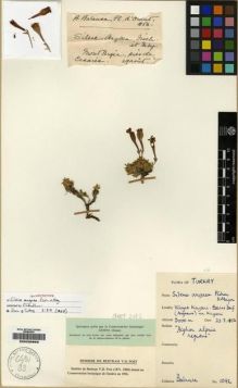 Type specimen at Edinburgh (E). Balansa, Benedict: 1042. Barcode: E00232663.