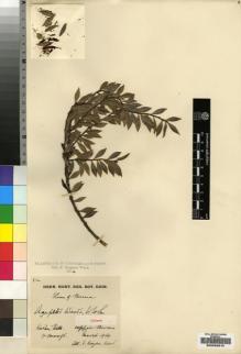 Type specimen at Edinburgh (E). Kingdon-Ward, Francis: 200. Barcode: E00232912.
