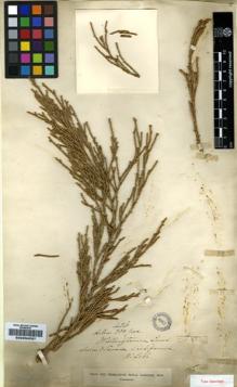 Type specimen at Edinburgh (E). Lobb, William: 436. Barcode: E00234237.