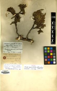 Type specimen at Edinburgh (E). Wilson, Ernest: 4085. Barcode: E00234711.