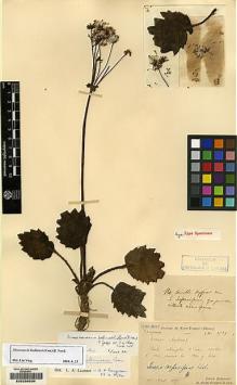 Type specimen at Edinburgh (E). Bodinier, Emile: 1539. Barcode: E00235034.