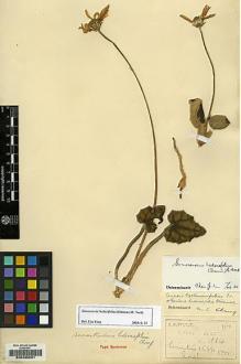 Type specimen at Edinburgh (E). Wilson, Ernest: 1834. Barcode: E00235091.
