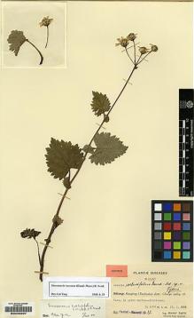 Type specimen at Edinburgh (E). Smith, Karl: 11167. Barcode: E00235097.