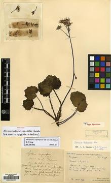Type specimen at Edinburgh (E). Bodinier, Emile: 2197. Barcode: E00235098.
