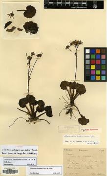 Type specimen at Edinburgh (E). Bodinier, Emile: 1913. Barcode: E00235103.