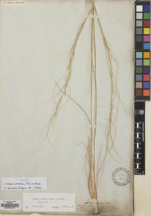 Type specimen at Edinburgh (E). Schimper, Wilhelm: 107. Barcode: E00235107.