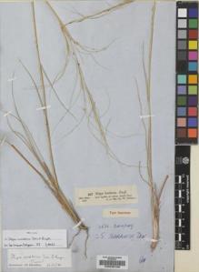 Type specimen at Edinburgh (E). Schimper, Wilhelm: 107. Barcode: E00235108.