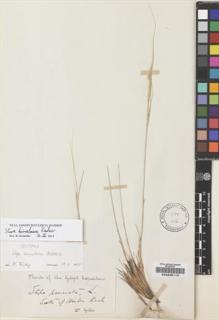 Type specimen at Edinburgh (E). Giles, George: . Barcode: E00235113.