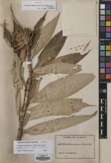 Type specimen at Edinburgh (E). Zenker, Georg: 1595. Barcode: E00235415.