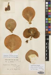 Type specimen at Edinburgh (E). Dalziel, John: . Barcode: E00235424.