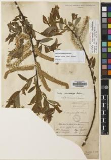 Type specimen at Edinburgh (E). Hooker, Joseph; Thomson, Thomas: . Barcode: E00235686.