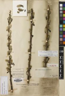 Type specimen at Edinburgh (E). Esquirol, Joseph: 35. Barcode: E00235740.