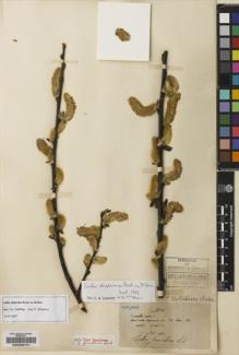 Type specimen at Edinburgh (E). Maire, Edouard-Ernest: . Barcode: E00235741.