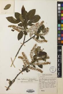 Type specimen at Edinburgh (E). Apold, J.; Cox, Peter; Hutchinson, Peter: 170. Barcode: E00235851.