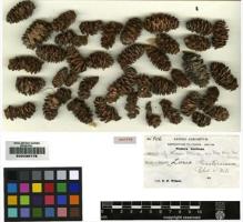 Type specimen at Edinburgh (E). Wilson, Ernest: 906. Barcode: E00236778.