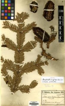 Type specimen at Edinburgh (E). Sintenis, Paul: 523. Barcode: E00236923.