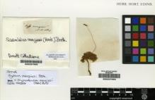 Type specimen at Edinburgh (E). Hooker, William: . Barcode: E00237993.