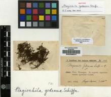 Type specimen at Edinburgh (E). Schiffner, Victor: 1028. Barcode: E00238047.