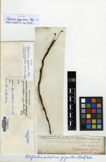 Type specimen at Edinburgh (E). Humboldt, Friedrich: . Barcode: E00238051.