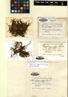 Type specimen at Edinburgh (E). Schiffner, Victor: 841. Barcode: E00238111.