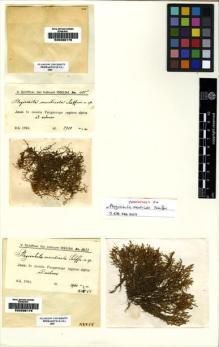 Type specimen at Edinburgh (E). Schiffner, Victor: 1035. Barcode: E00238175.