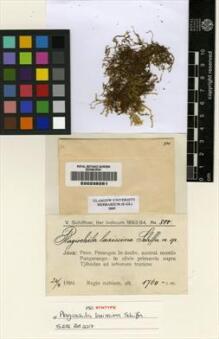 Type specimen at Edinburgh (E). Schiffner, Victor: 800. Barcode: E00238261.