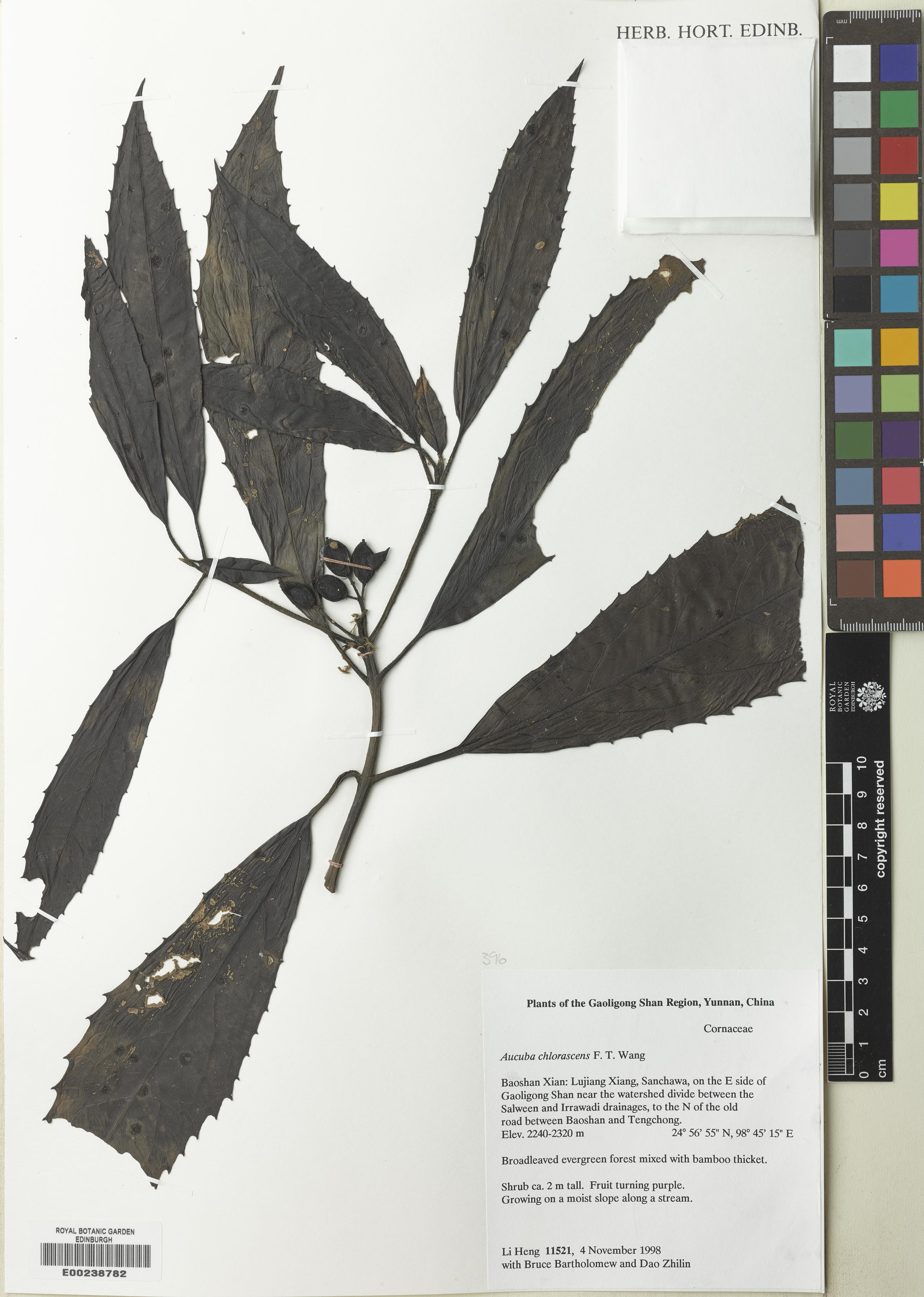 Aucuba chlorascens (Aucuba chlorascens)
