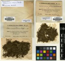 Type specimen at Edinburgh (E). Schiffner, Victor: 360. Barcode: E00238933.