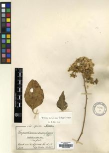 Type specimen at Edinburgh (E). Goetze, W: 1056. Barcode: E00239003.