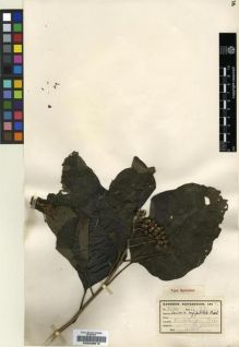 Type specimen at Edinburgh (E). Kassner, Theo: 2746. Barcode: E00239012.