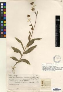 Type specimen at Edinburgh (E). Goetze, W: . Barcode: E00239018.
