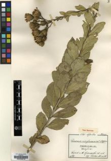 Type specimen at Edinburgh (E). Goetze, W: 1039. Barcode: E00239019.