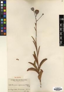 Type specimen at Edinburgh (E). Baum, Hugo: 703. Barcode: E00239021.