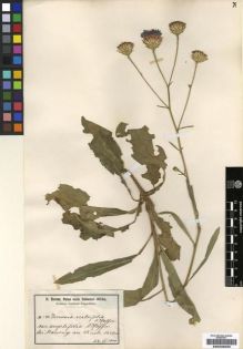 Type specimen at Edinburgh (E). Baum, Hugo: . Barcode: E00239025.