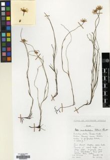 Type specimen at Edinburgh (E). Hilliard, Olive; Burtt, Brian: 7772. Barcode: E00239031.