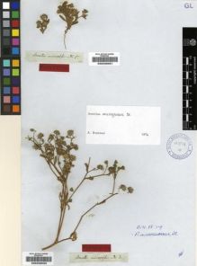 Type specimen at Edinburgh (E). Drège, Jean: . Barcode: E00239033.