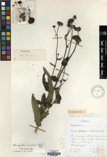 Type specimen at Edinburgh (E). Hilliard, Olive; Burtt, Brian: 4398. Barcode: E00239035.