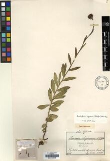 Type specimen at Edinburgh (E). Goetze, W: 820. Barcode: E00239038.