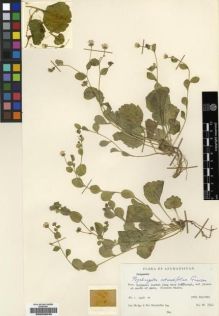 Type specimen at Edinburgh (E). Hedge, Ian; Wendelbo, Per: 3742. Barcode: E00239039.