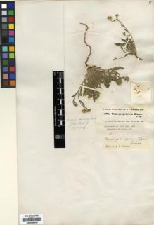 Type specimen at Edinburgh (E). Hohenacker, Rudolph: 498. Barcode: E00239041.
