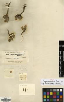Type specimen at Edinburgh (E). Kotschy, Carl (Karl): 759. Barcode: E00239045.