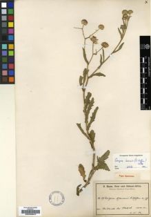 Type specimen at Edinburgh (E). Baum, Hugo: 187. Barcode: E00239047.